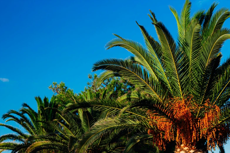 palm trees with fruit growing off of the nches