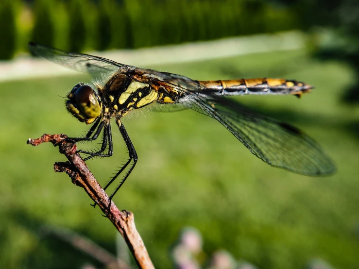 the dragonfly is sitting on the flower in the yard