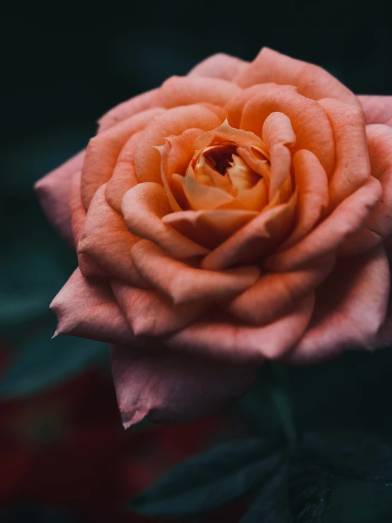 closeup view of an orange rose bloom