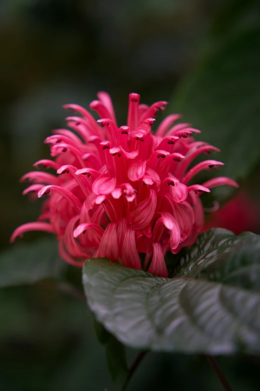 a close up s of a flower with leaves