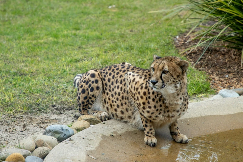 a cheetah standing on top of a rock next to a pond