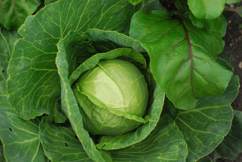 a close up of a green vegetable growing in the ground