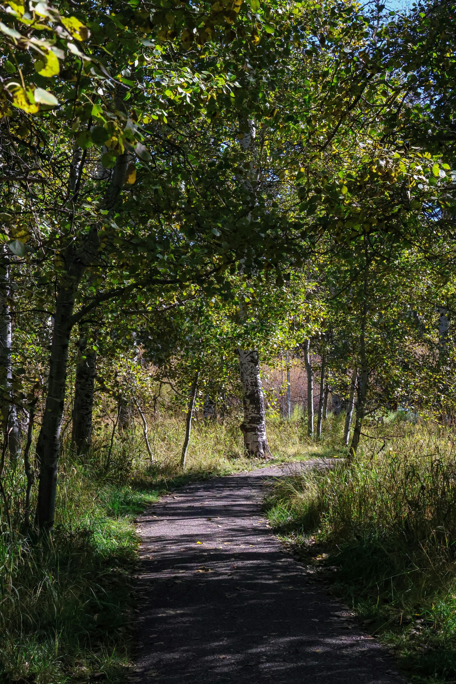 a dirt road that has some trees and grass on it