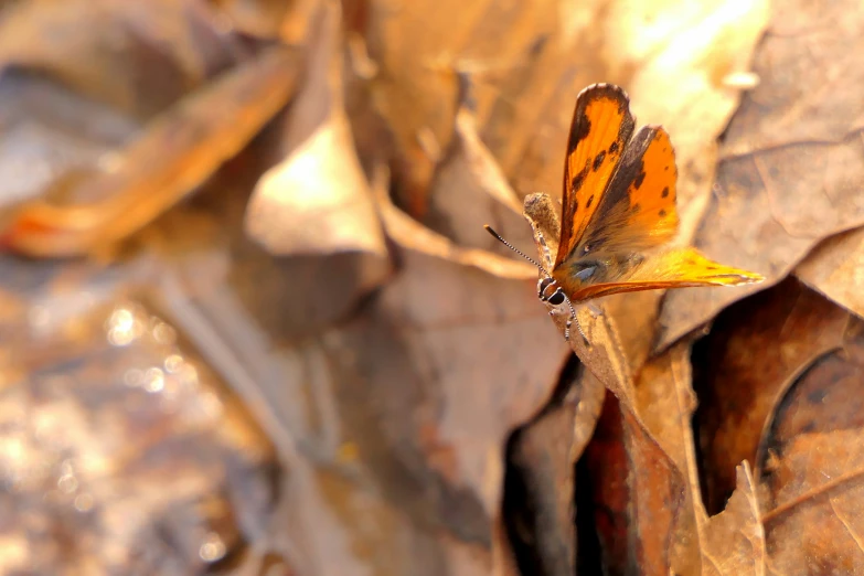 a erfly with orange markings perched on a brown leaf