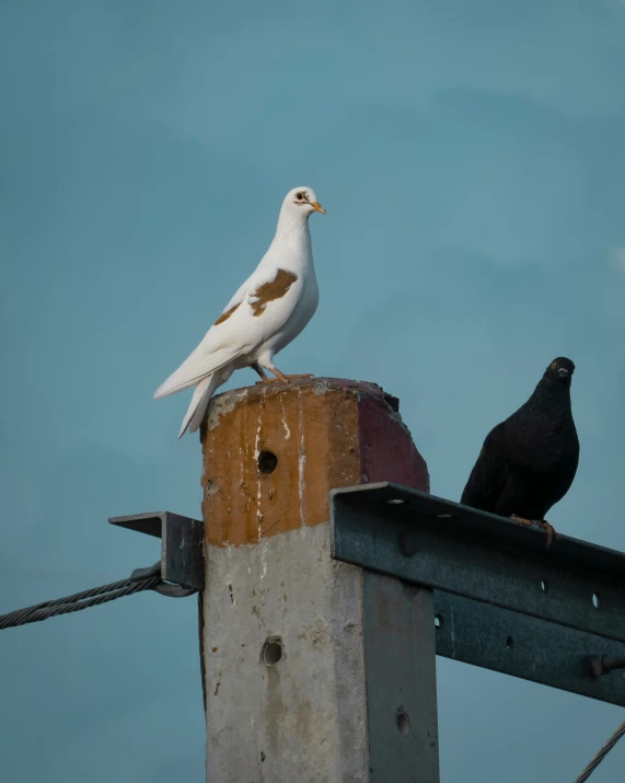 a couple of white birds sit on top of a building