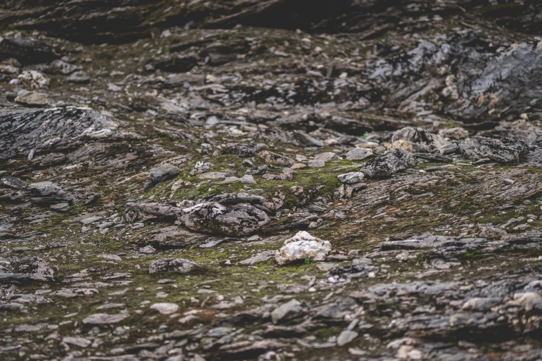 two birds on the ground near a rocky area