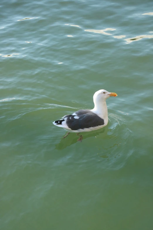 a large duck is floating in the water