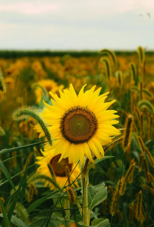 a big yellow sunflower stands in the middle of a field