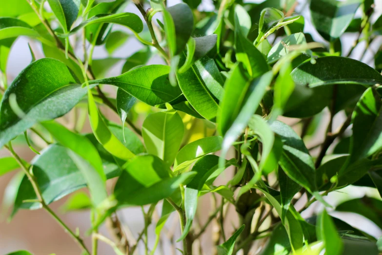 a green bush with little leaves is close up