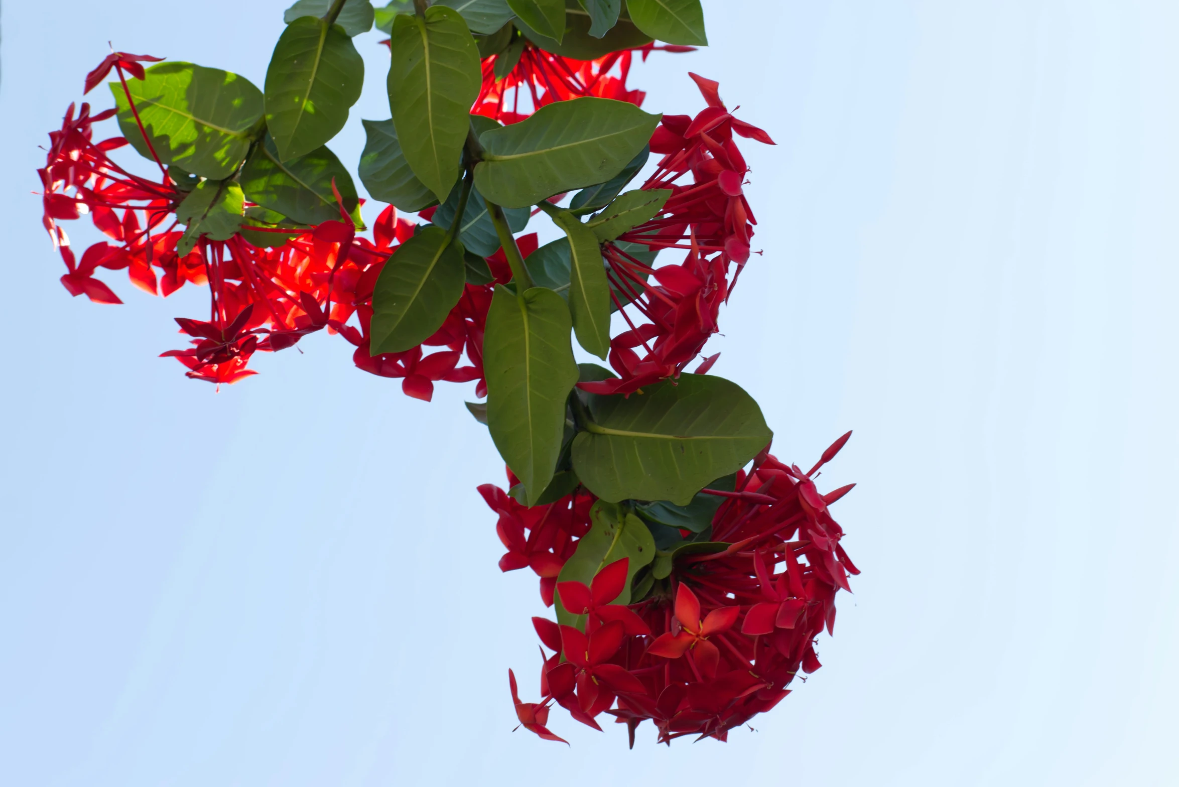 red flowers with green leaves on a nch