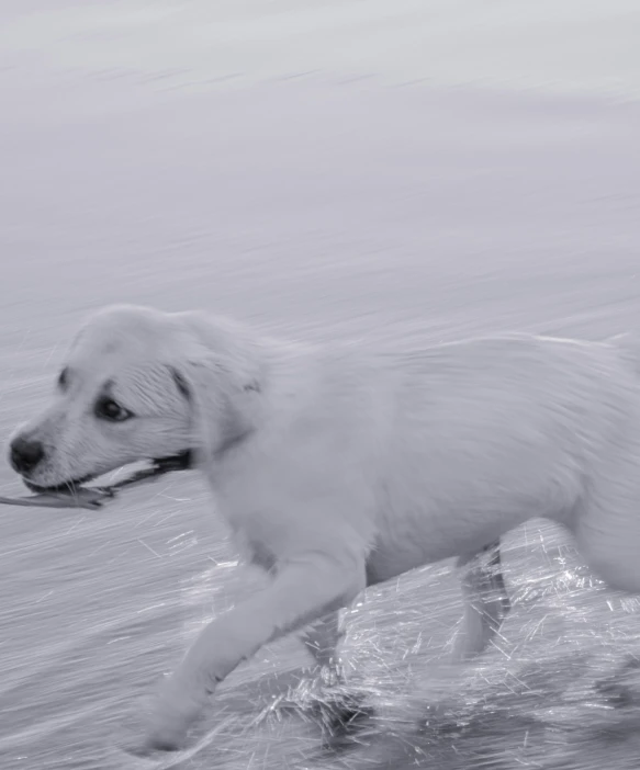 a dog that is walking along in the water