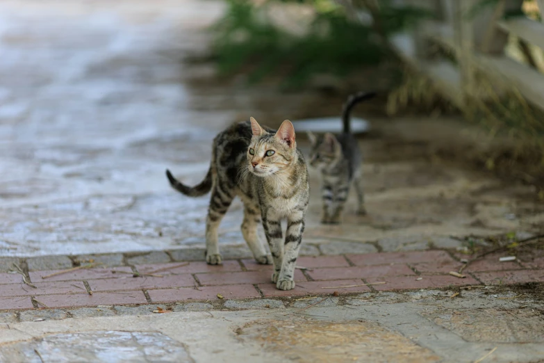 two striped cats walking together on the sidewalk