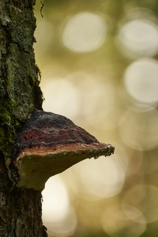 a very colorful brown and red plant growing on a tree