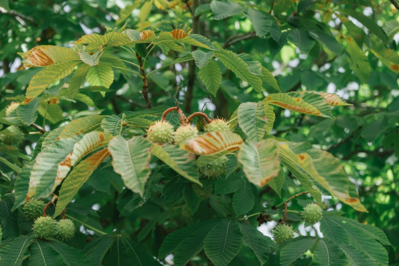 leaves and flowers of a tree with bright yellow brown colors