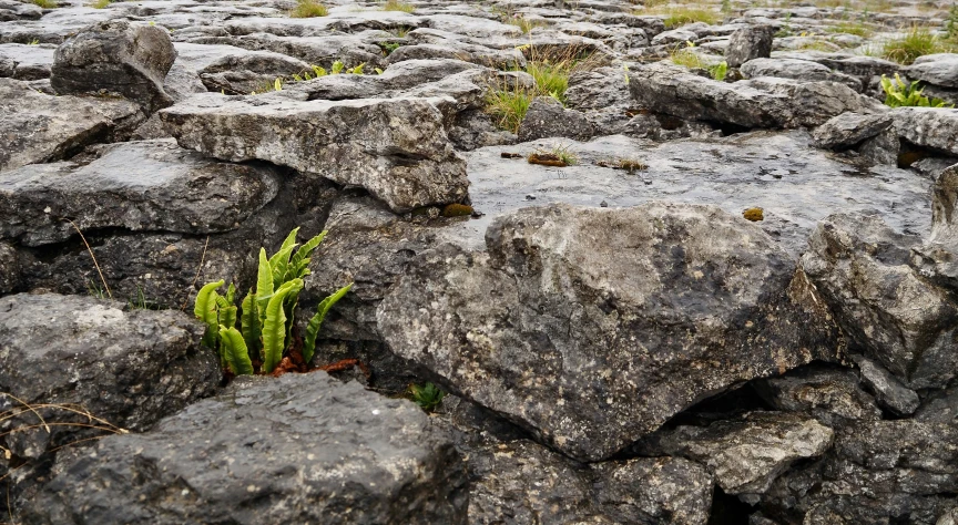 a close up of rocks with a small plant growing on them