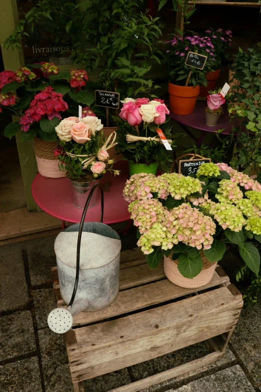 large potted plants sit on a wooden bench