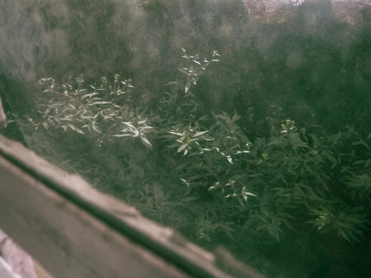 some grass and plants are outside by a window