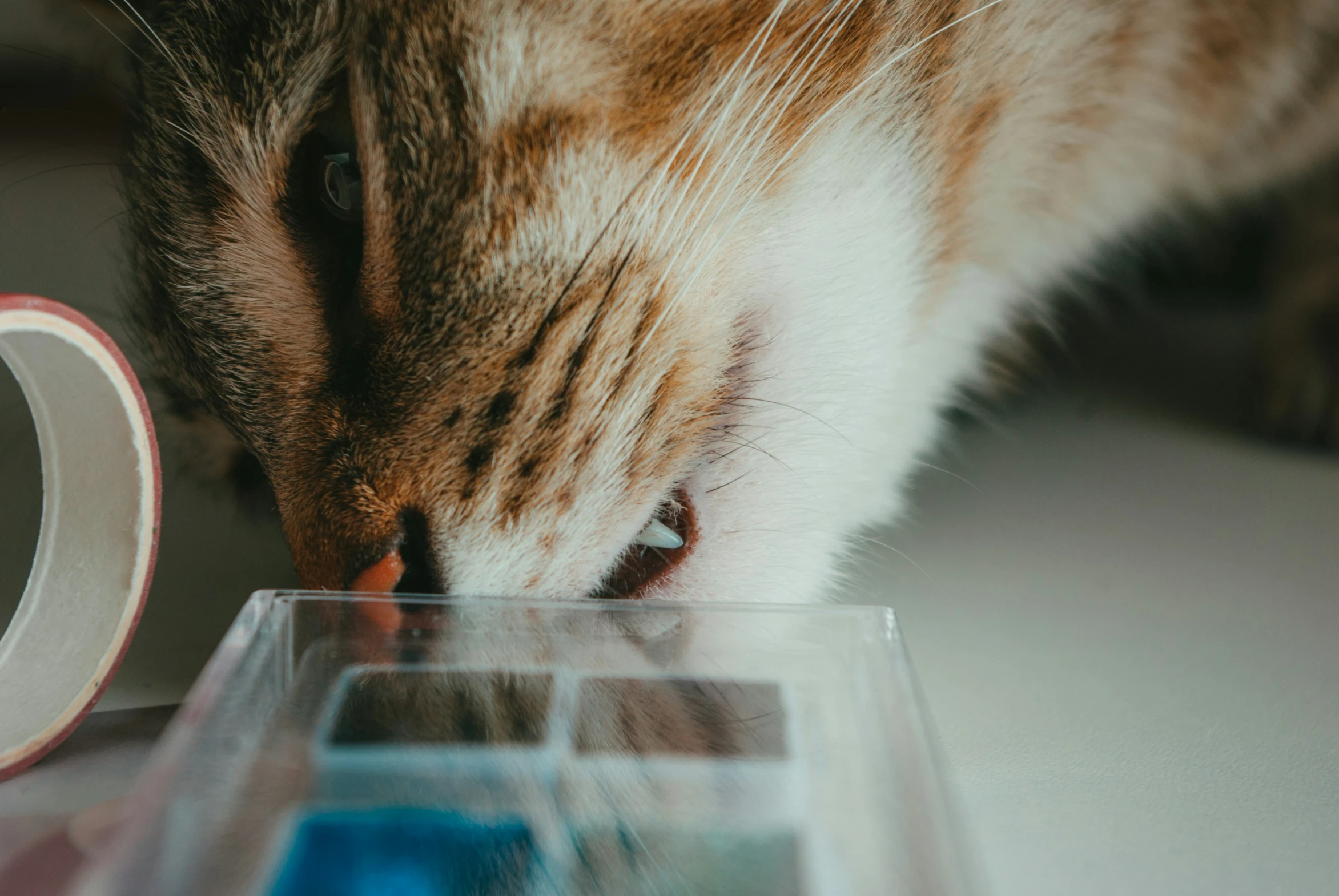 a cat drinking soing from a container with its head near a glass