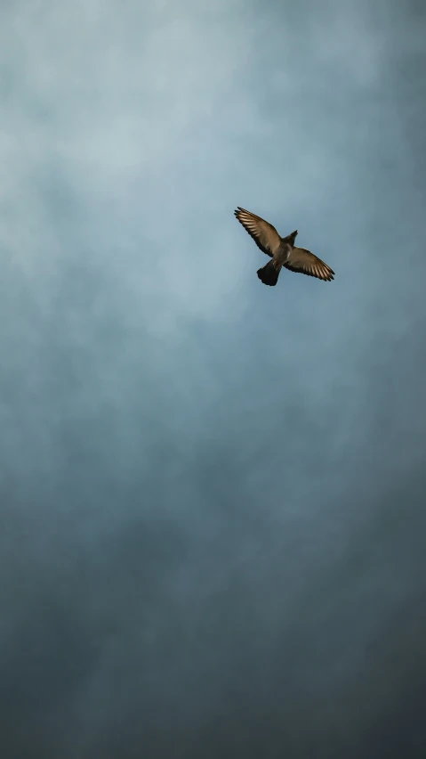 a single hawk flying against a cloudy sky