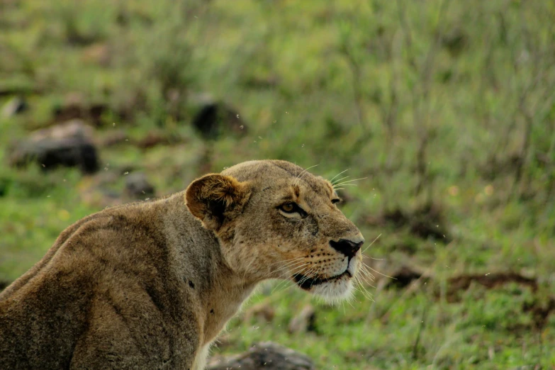 a large male lion stares down at the camera