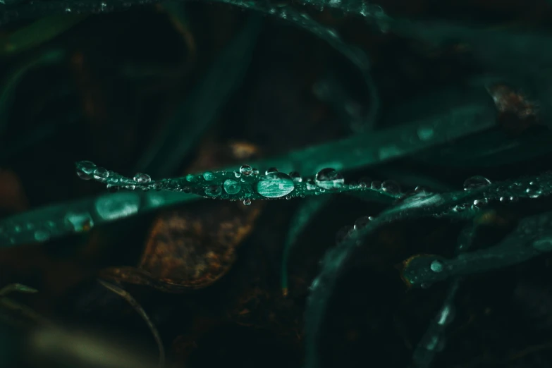 a close up po of an insect with water drops on its body