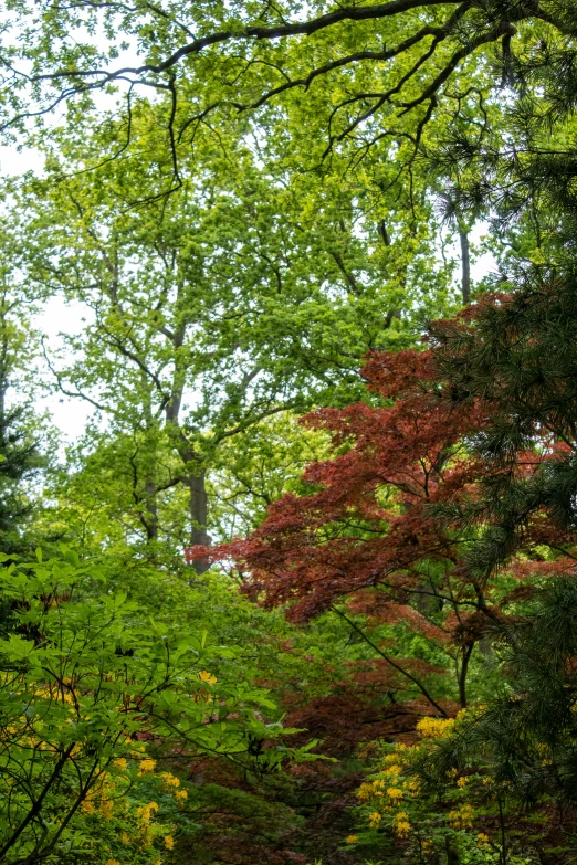 an image of trees and grass in the park