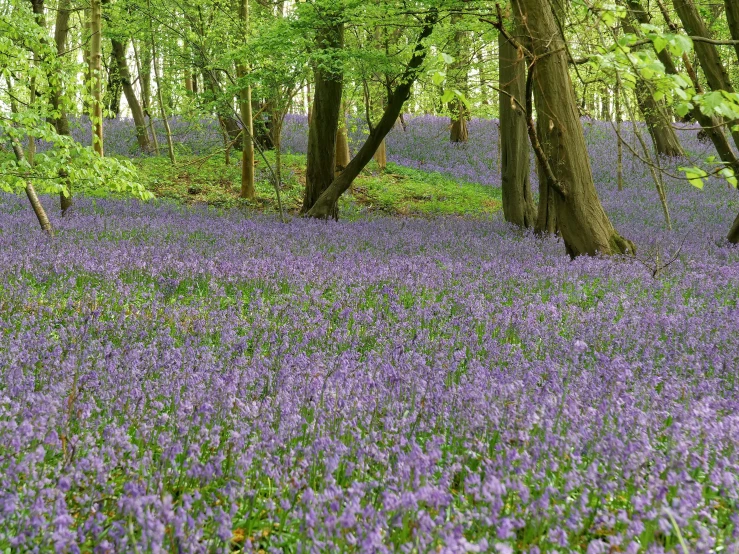 purple flowers and trees are growing in the woods