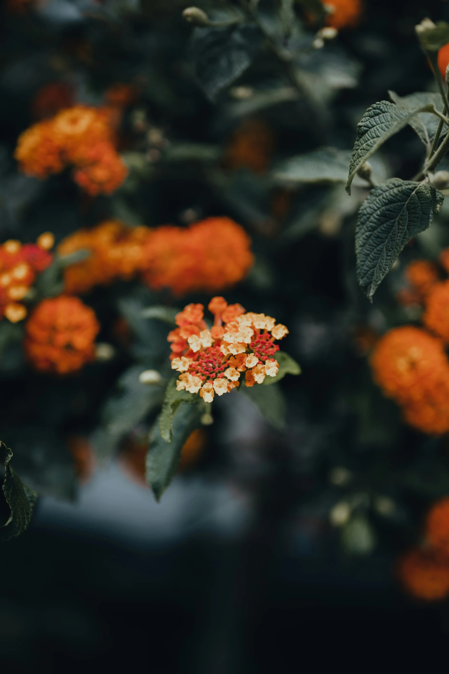 a bush full of orange flowers with green leaves