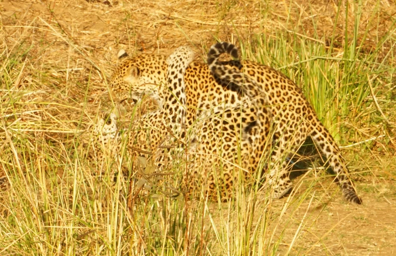 two jaguars playing in the tall grass together