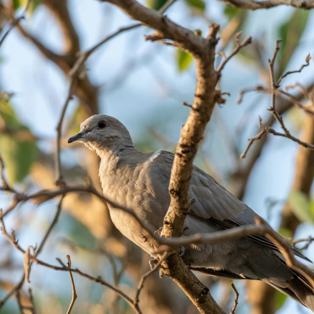 this is a bird perched on top of a tree