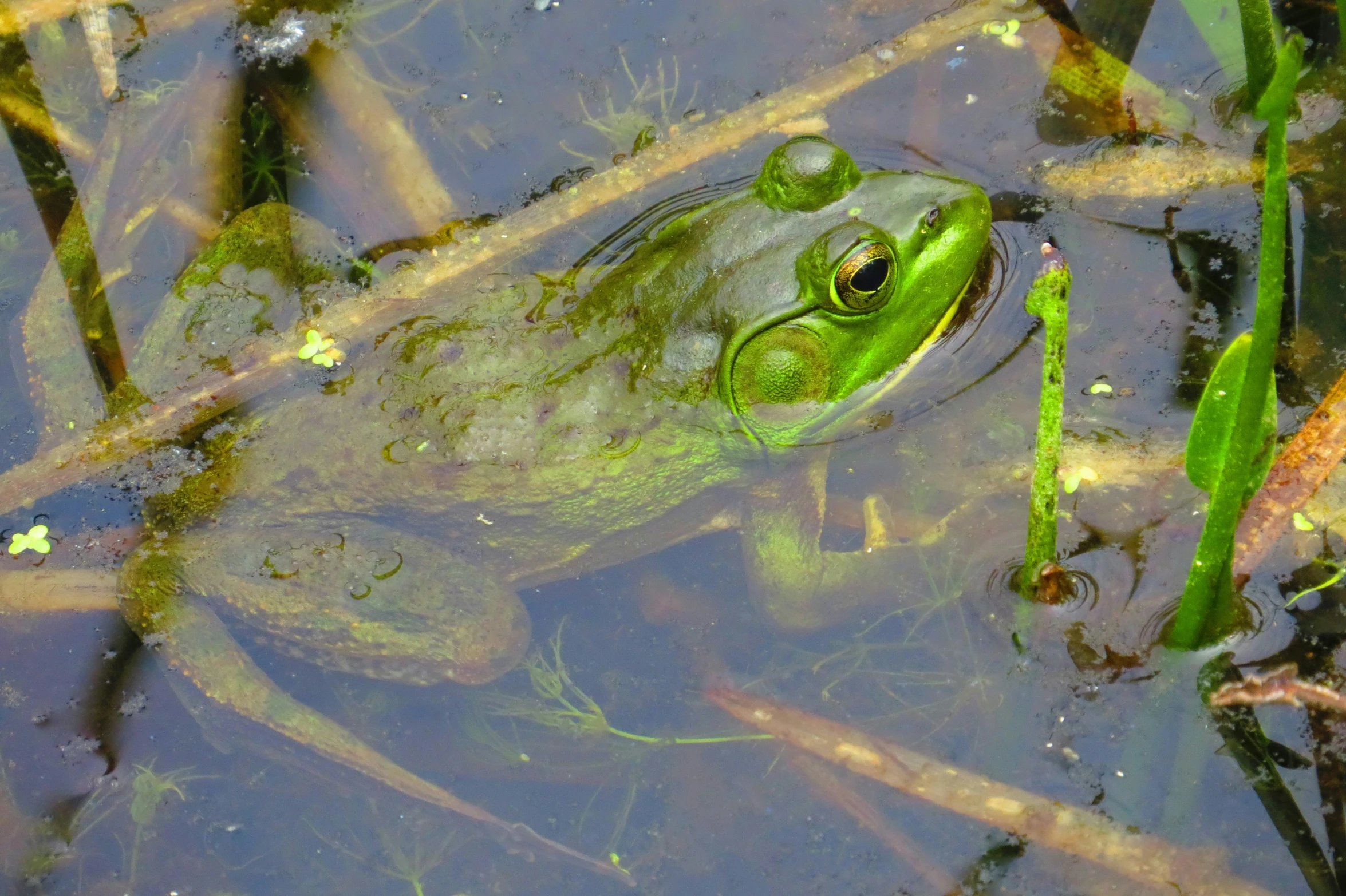 a green frog swimming on top of water surrounded by leaves