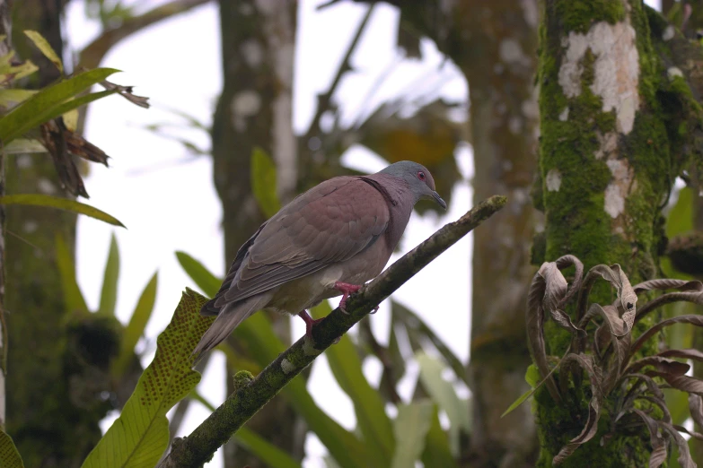 a bird sitting on top of a tree nch