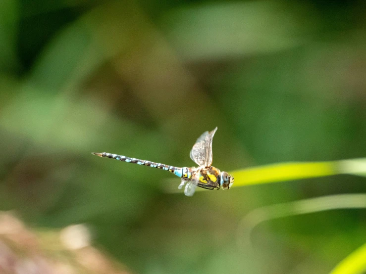 a blue and white dragonfly rests on a blade of plant