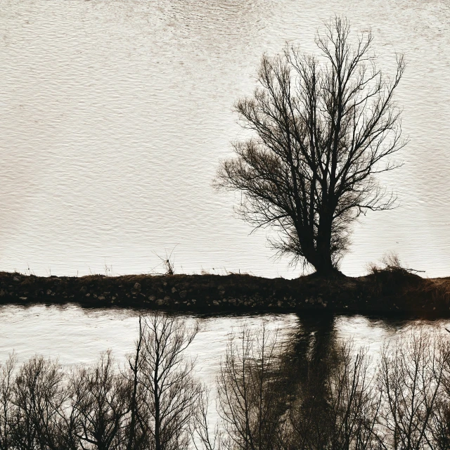 the tree is in silhouette by a body of water