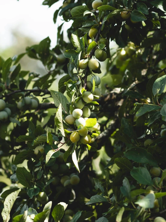 a tree filled with lots of green and white berries