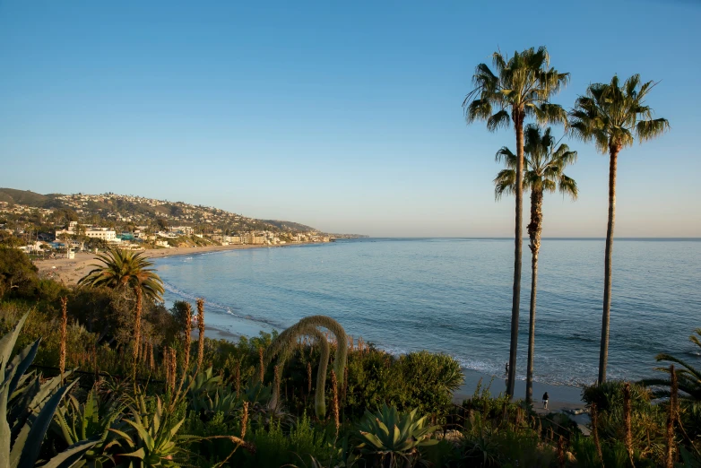 a view of a beach with two palm trees