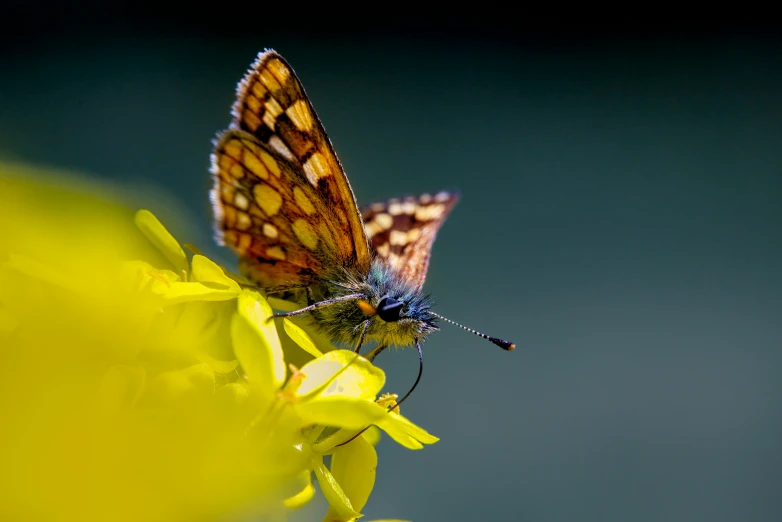 the beautiful yellow erflies are sitting on the yellow flowers