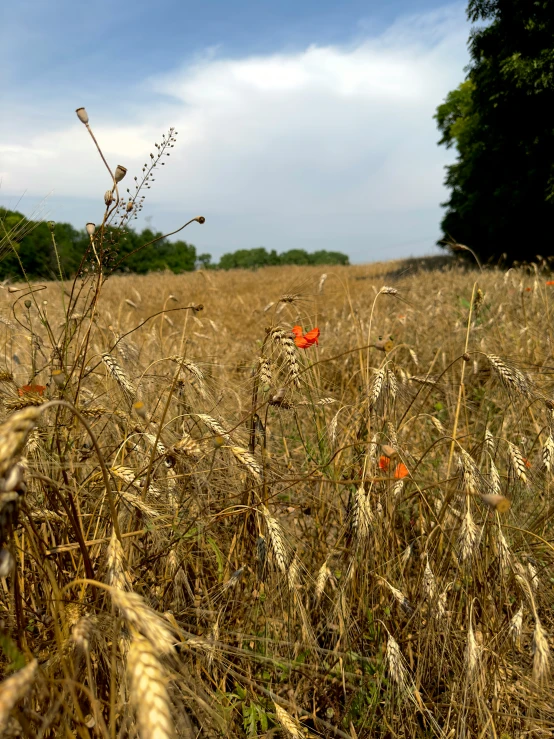 flowers and dead grass in an open field
