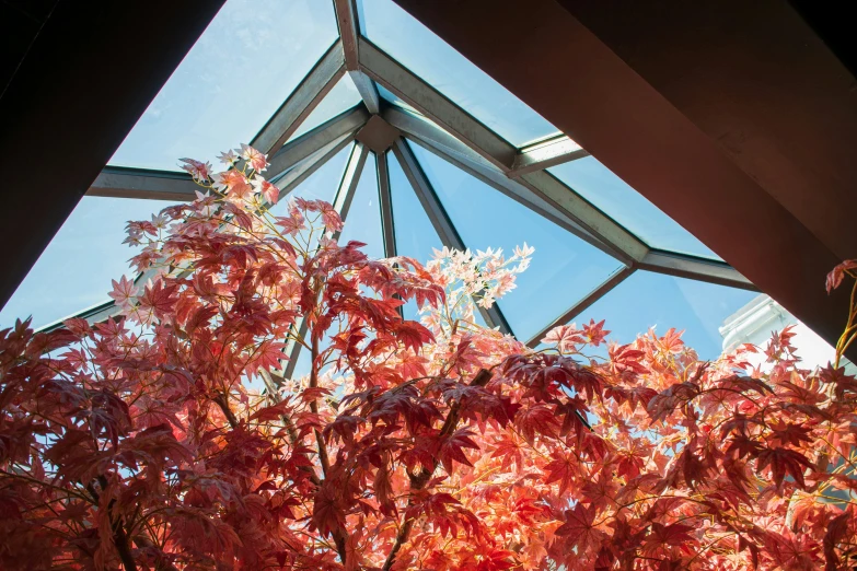 a skylight is above colorful trees in a home