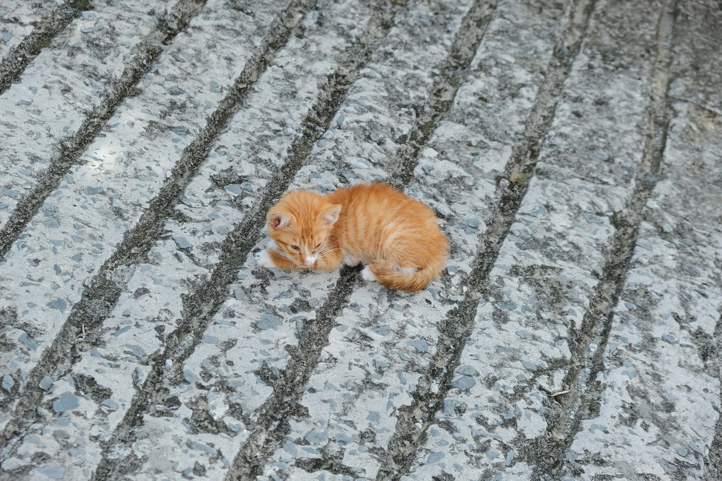 a orange kitten sitting on top of a wet ground