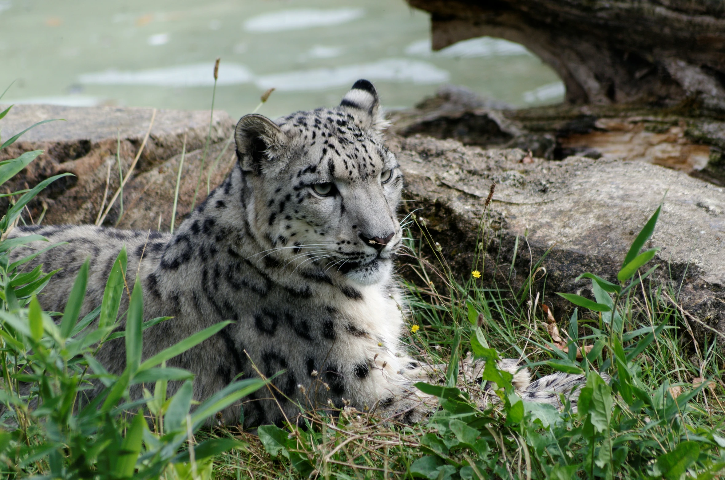 a snow leopard laying on the grass near water