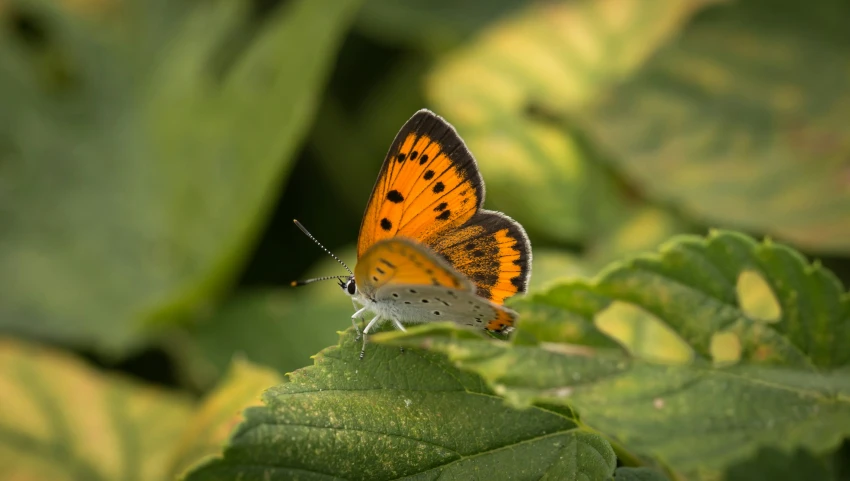 a erfly with orange and white wings on top of green leaves