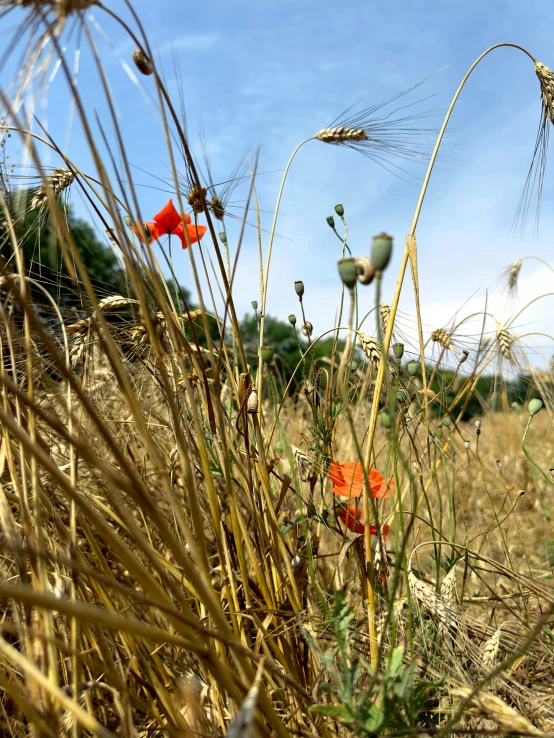 a flower is shown in the grass and it is bright red