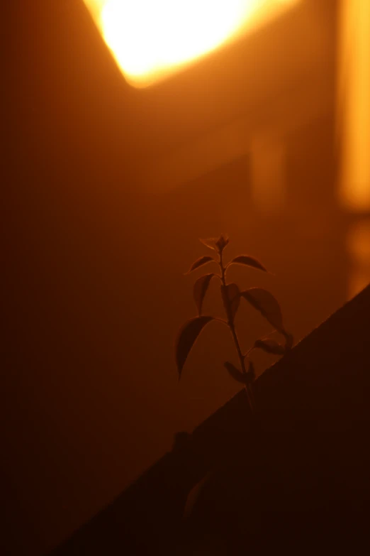 a plant with a little purple flower on it in the middle of a dark room