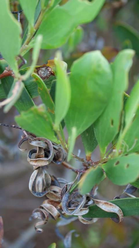 buds with brown, white and blue flowers hang from a tree nch