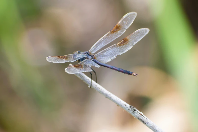 the small blue and brown dragonfly is sitting on a twig