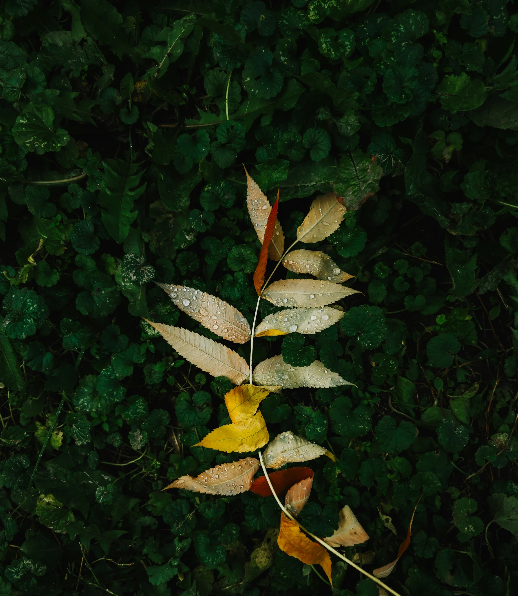 a fallen tree leaf in the middle of some grass