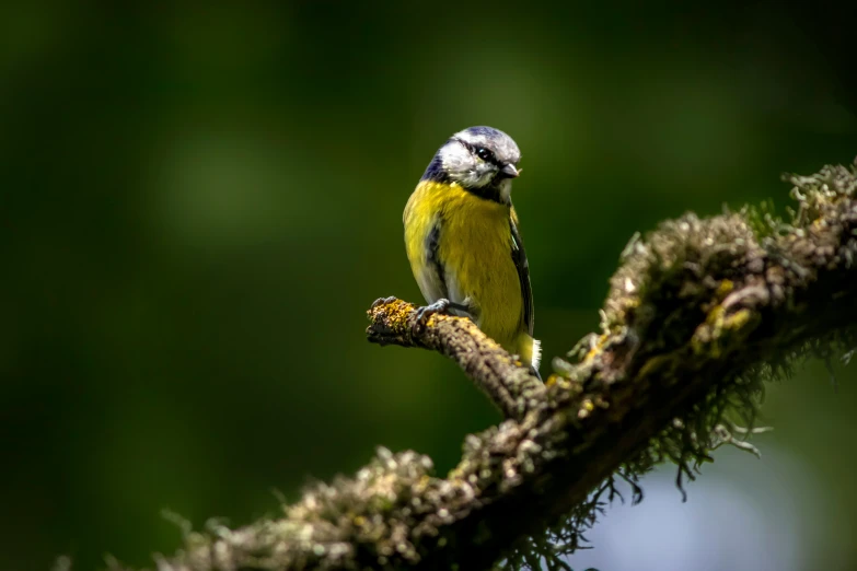 a small yellow bird sitting on top of a tree nch