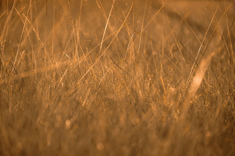 large brown and yellow grass in the wilderness