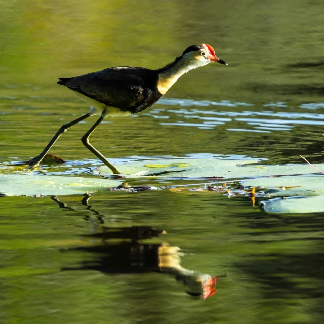 a long necked bird is wading in the water